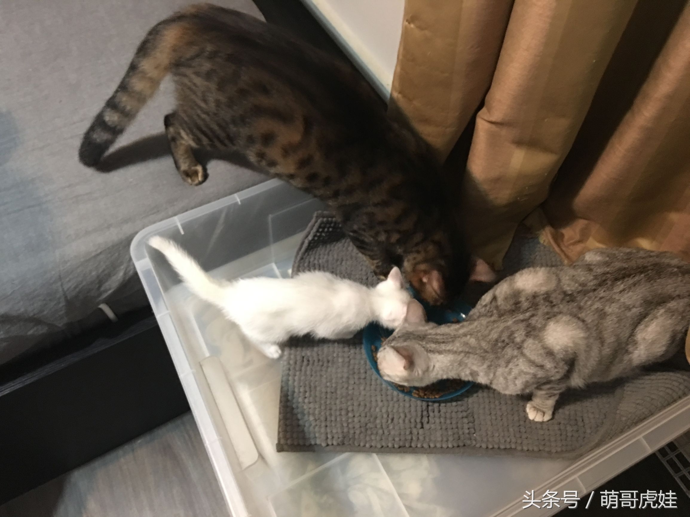 小奶猫第一次吃猫粮,小奶喵吃零食视频