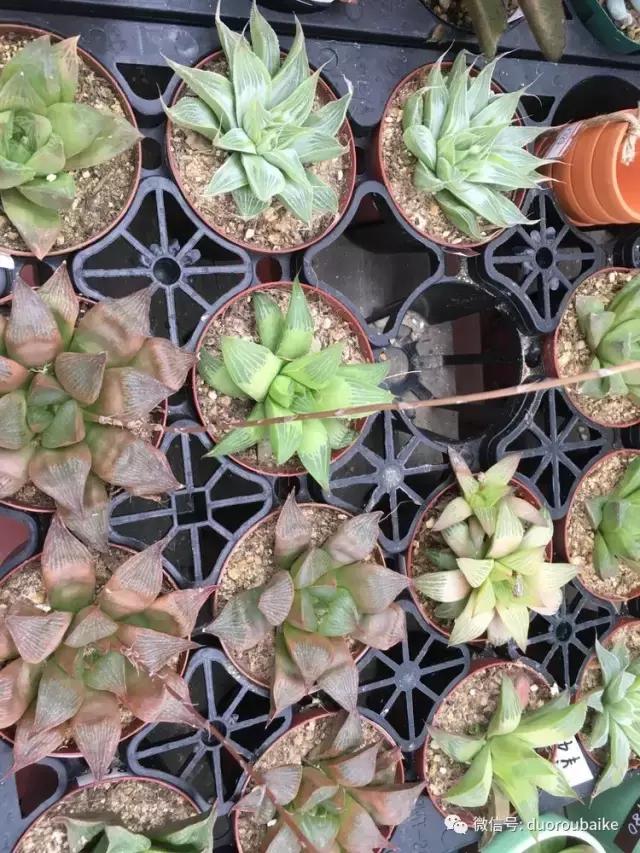 日本最好的多肉大棚,走进日本北海道