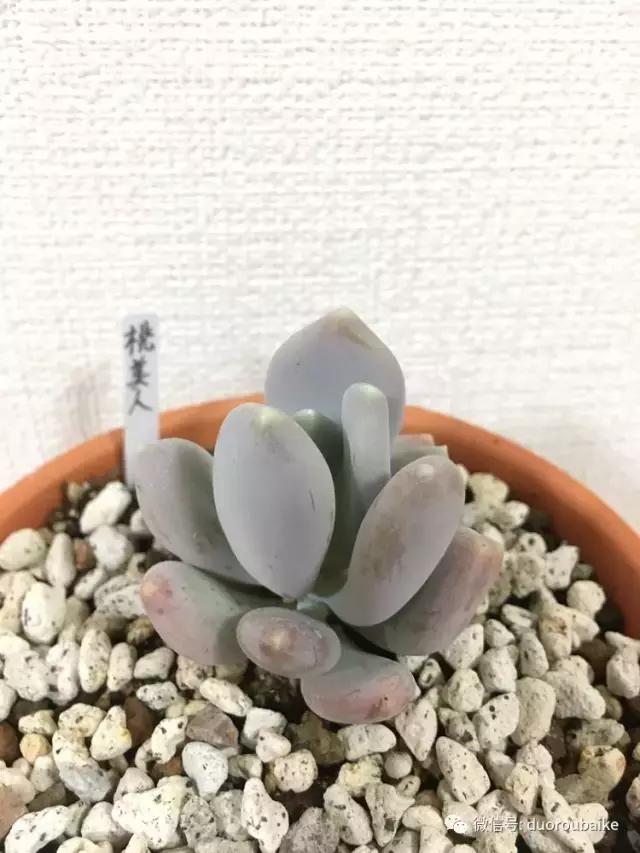 日本最好的多肉大棚,走进日本北海道