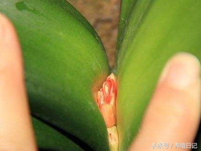 君子兰被拔叶了怎么办,君子兰新叶被夹住