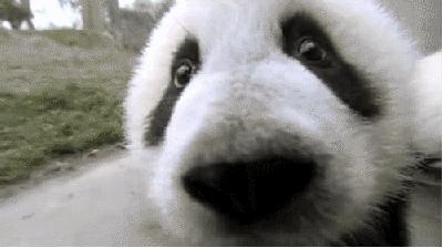 创意来了｜品牌想要萌萌哒？就用全人类都爱的熊猫吧！