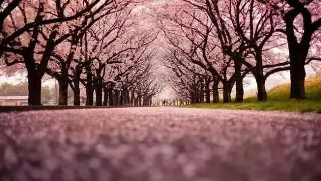 沪上樱花在哪里,沪上赏花