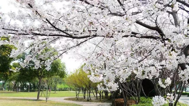 沪上樱花在哪里,沪上赏花