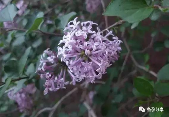 b超检查出多囊可能已经排卵了吗,b超检查多囊为什么之后又没有了