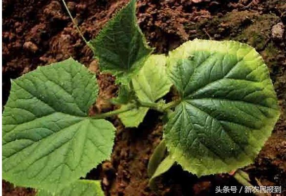 农作物施肥过量怎么补救,农作物施肥过量怎样救补