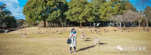 拉面 · 自动贩售机 · 雪｜云之彼岸的日本欢脱之旅