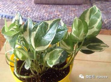 绿萝叶子偏黄的原因及解决方法,绿萝叶子都黄了是什么原因造成的