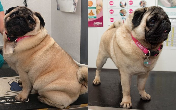 狗半仙跟你唠宠物，宠物营养之「疯狂的脂肪」