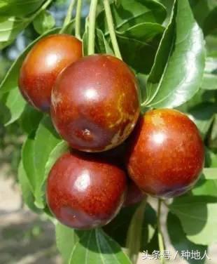最甜枣树品种子弹头枣,什么枣树品种好吃又甜又大