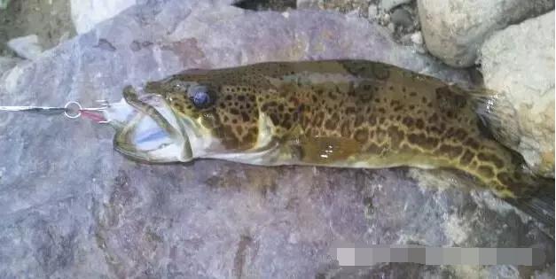 路亚新手路亚竿入门教程,路亚新手用几米的路亚竿