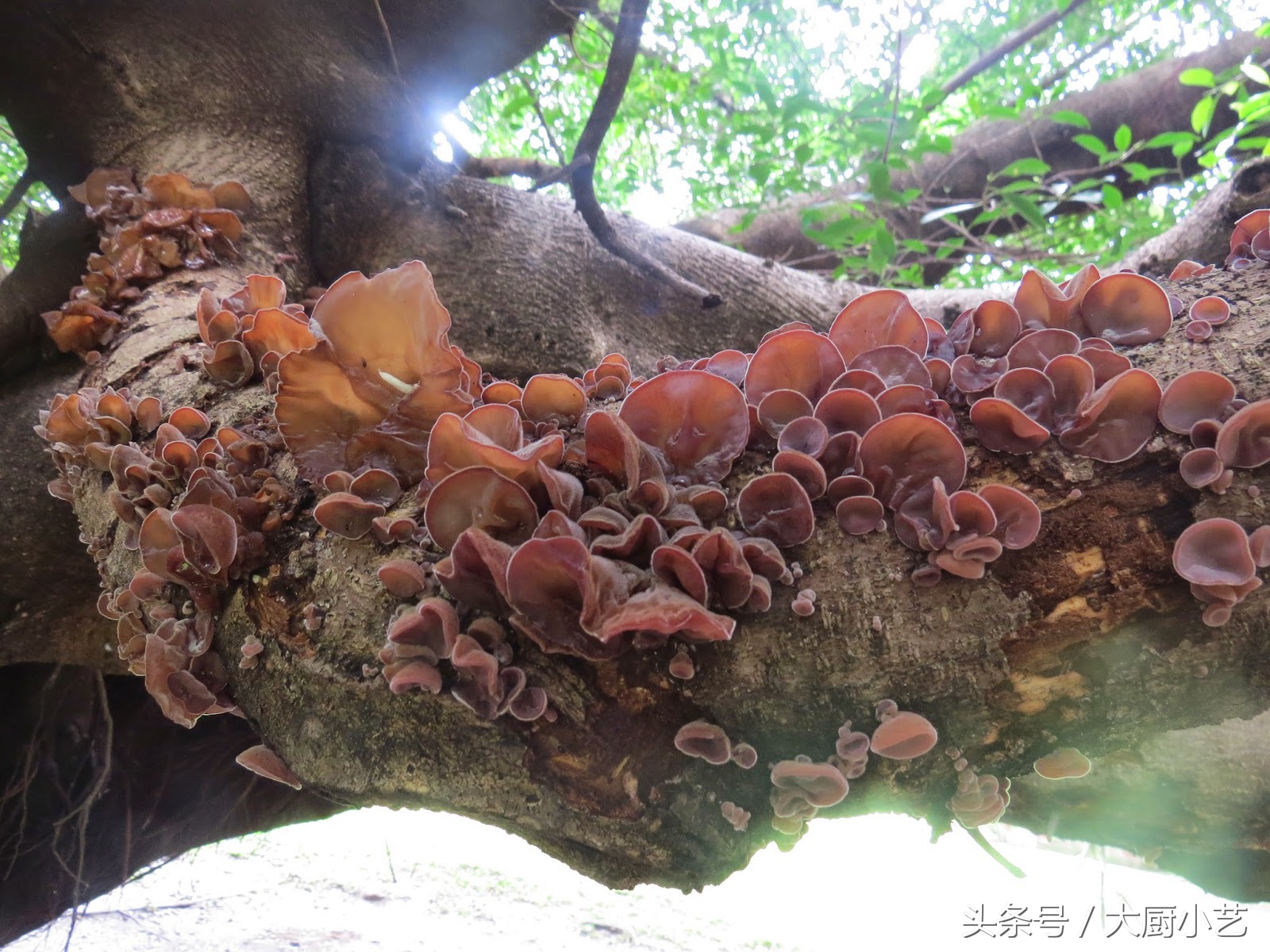 去除老年斑和色斑的偏方,什么蔬菜能够去除色斑老年斑