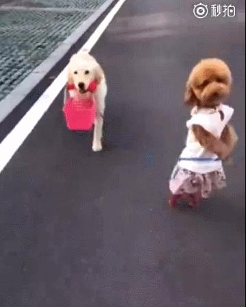 三个月狗狗挑食偏瘦但很活泼,狗狗小时候也可爱长大后更卡