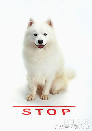 在家给萨摩耶洗澡怎么吹毛蓬松,萨摩耶用什么洗澡有香味