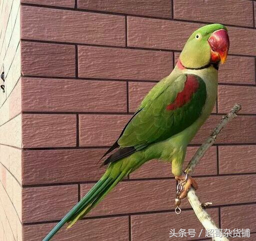 亚历山大鹦鹉都会说话吧,亚历山大鹦鹉怎么分品种