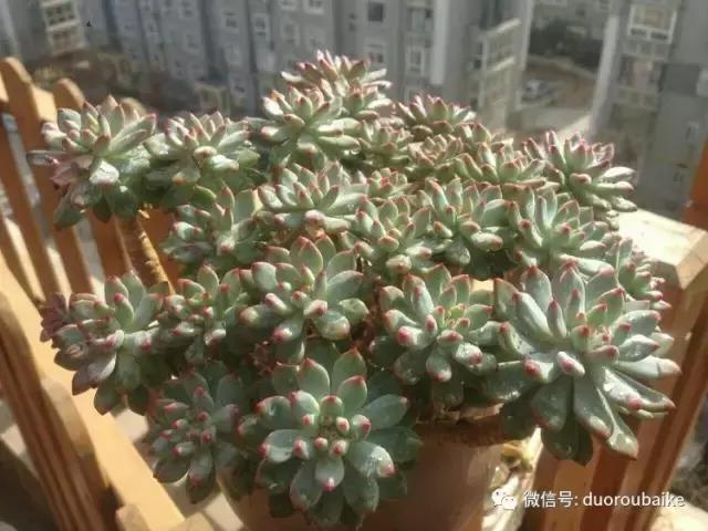 爱上多肉爱上生活,爱上多肉深似海