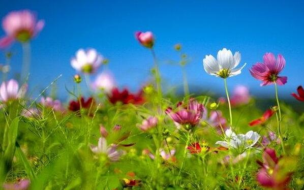 正是春意撩人时的诗句原创,春意风原创