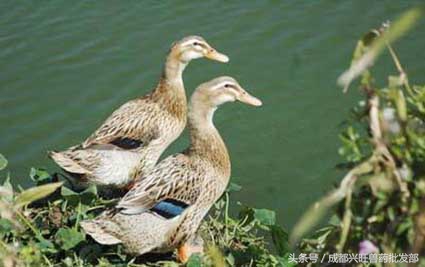 提高蛋鸭产蛋率，做好管理的同时把握补钙关键知识点