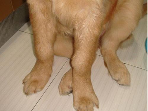 老年狗狗缺钙有哪些表现,老年狗缺钙多久能补好