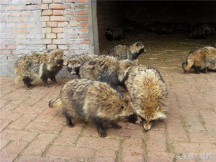 不是*局骗**但是赚钱很难,4种毛皮动物发展受阻