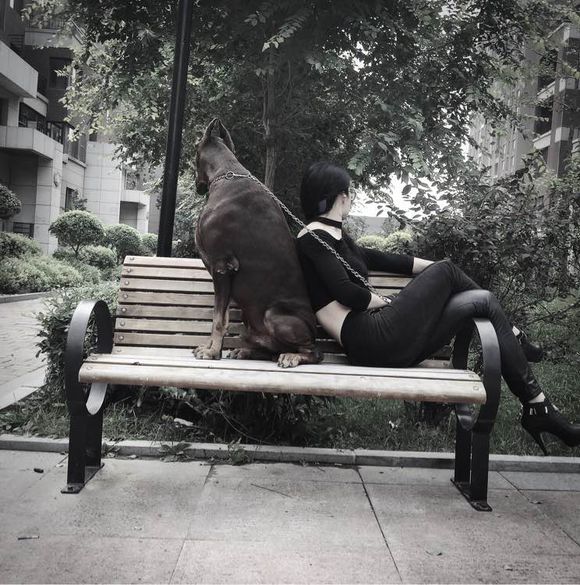 沈阳美女手签德系杜宾，称全家都是杜宾犬铁粉