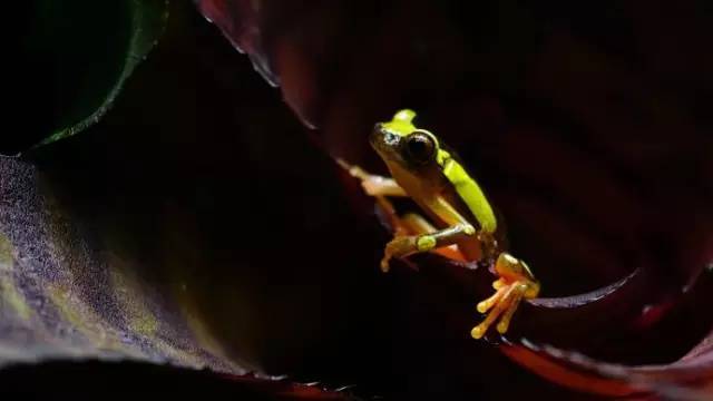 水族箱草缸开缸教程新手入门,雨林缸开缸多久植物才会稳定
