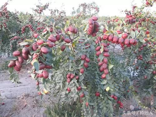 最甜枣树品种子弹头枣,什么枣树品种好吃又甜又大