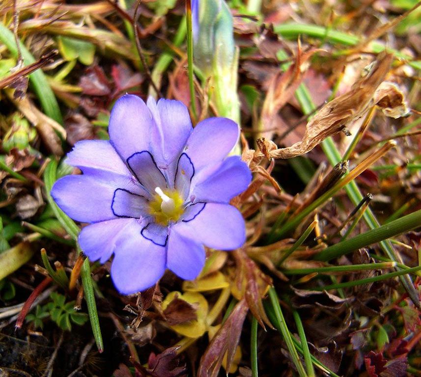 《本草》植物志之龙胆：唐朝的一场瘟疫，令它功成名就