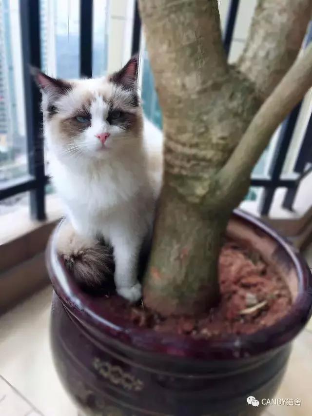 布偶幼猫毛打结了怎么办,布偶幼猫毛灰