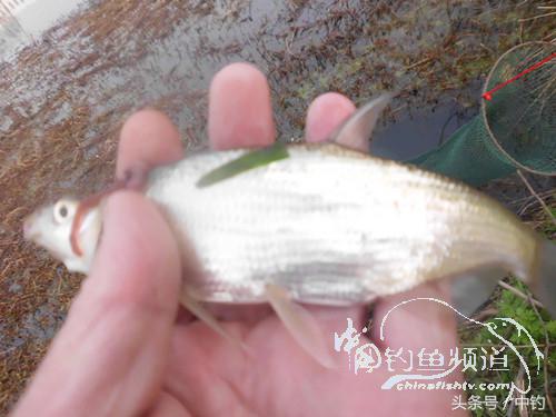 天气变化时鱼怎么不好钓,天气忽冷忽热鱼会怎么样