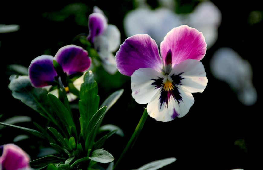 三色堇庭院图片,三色堇可食用盆栽