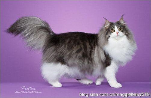 世界名猫品种照片,世界名猫品种价格