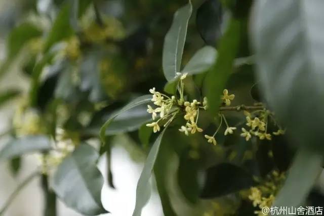 杭州旅游攻略酒店住宿三天两晚,杭州旅游攻略住宿排名