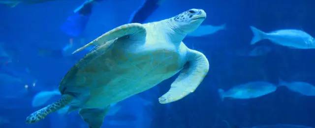 杭州极地海洋游玩图,杭州极地海洋世界旅游攻略