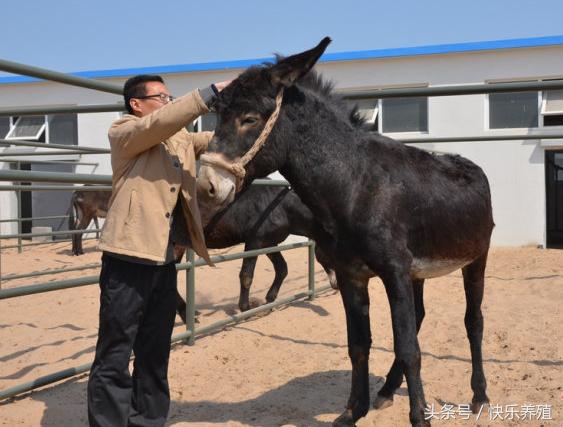 养驴一头驴能挣多少钱,养驴一只能赚多少钱