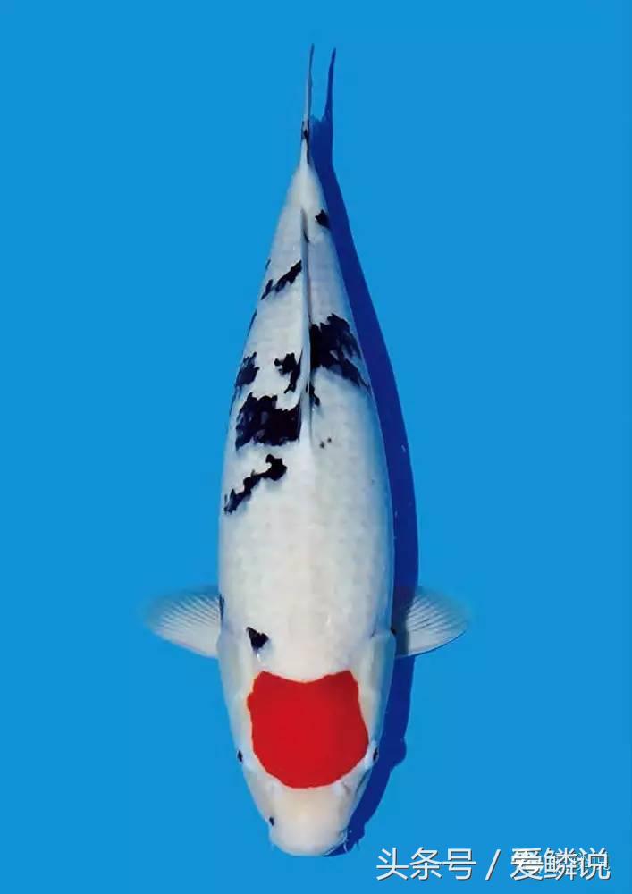 丹顶锦鲤—最有福相的鲤