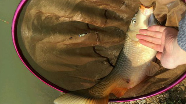 商品饵用后手味道大,商品饵用久了后挂不住钩