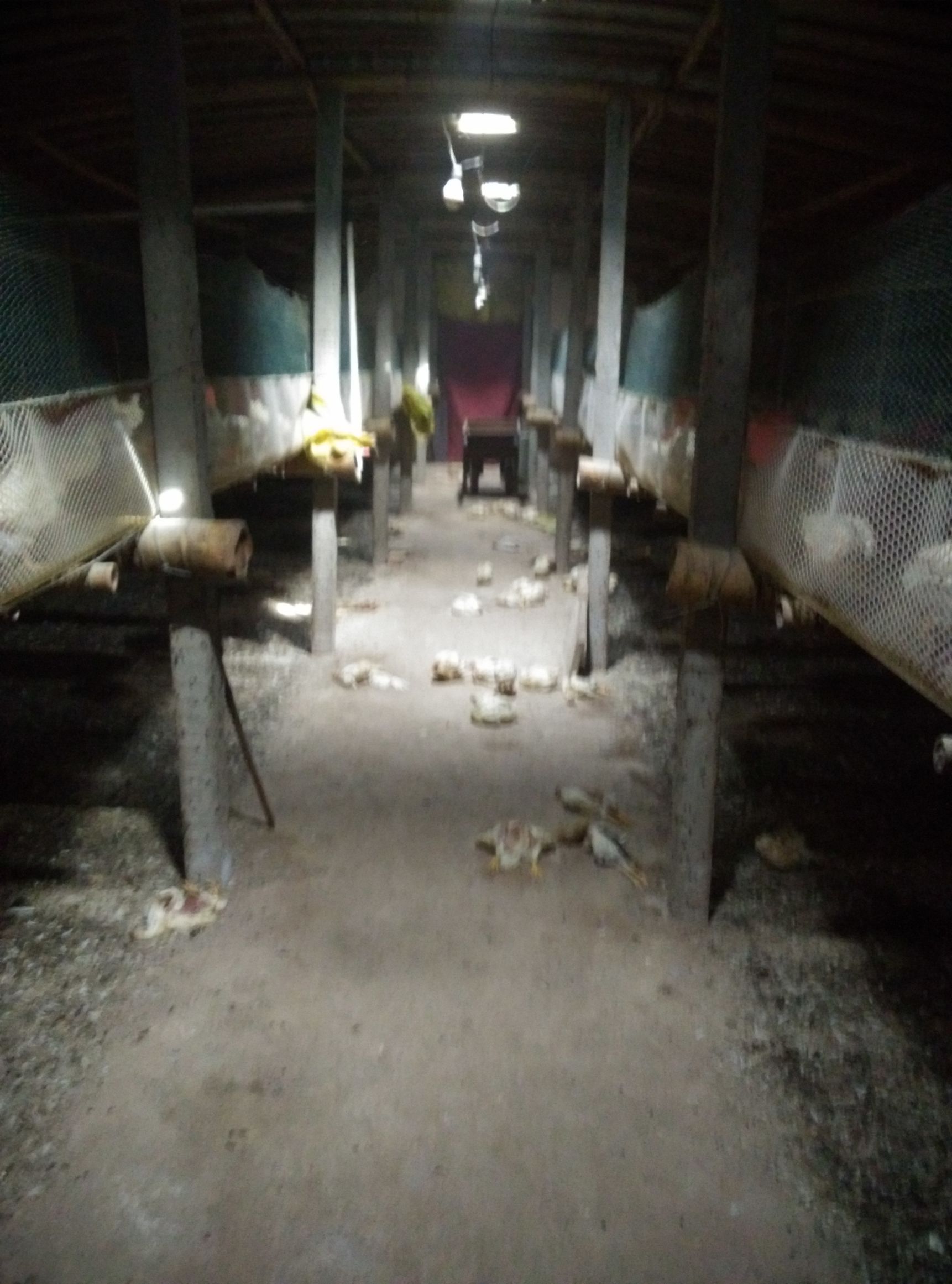 如何治疗大肠杆菌,鸭大肠杆菌的防治