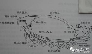 涨姿势：母猪乳腺内部结构详解