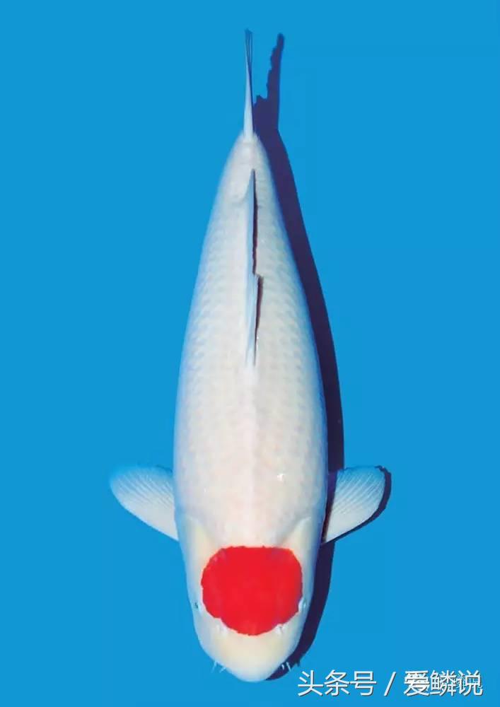 丹顶锦鲤—最有福相的鲤