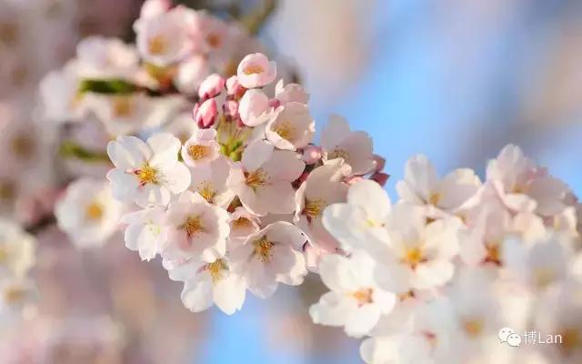 又到樱花季,又到了樱花绽放的季节