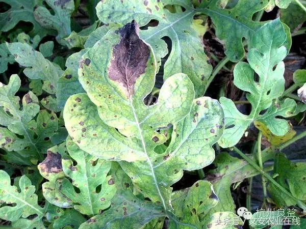 西瓜六必治瓜类六大病害一招搞定,西瓜病害六必治