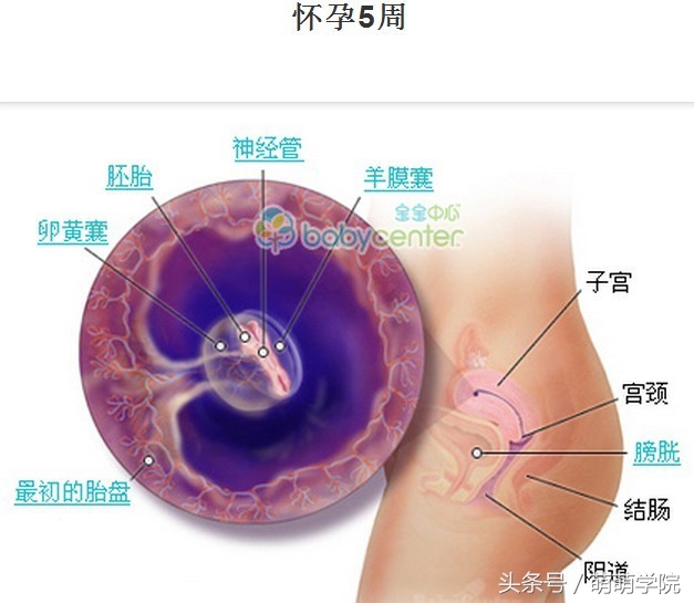 胎儿发育40周全过程b超影像,胎儿1-40周发育过程图高清