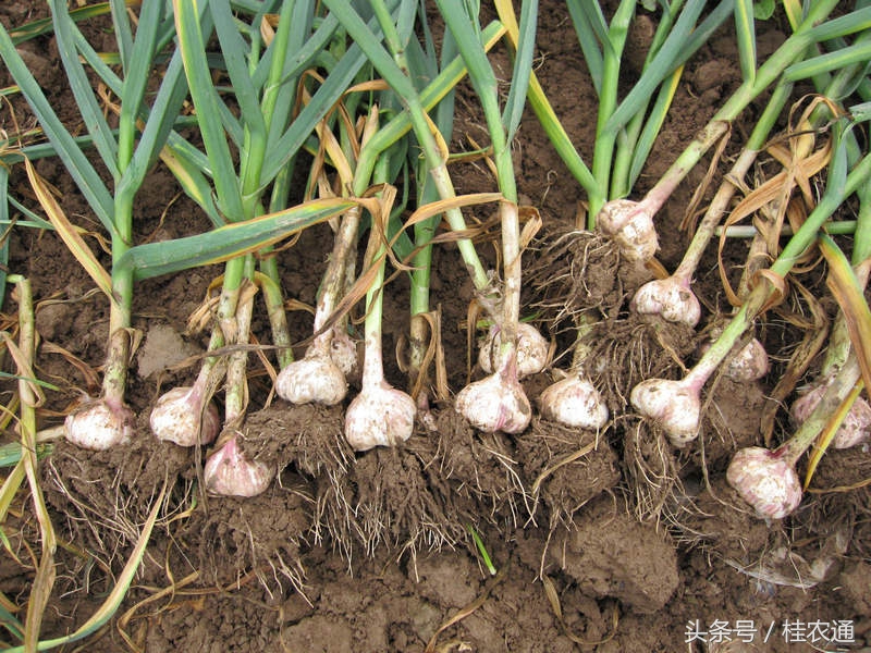 广西玉林种什么菜好吃,广西玉林最好吃的蔬菜基地