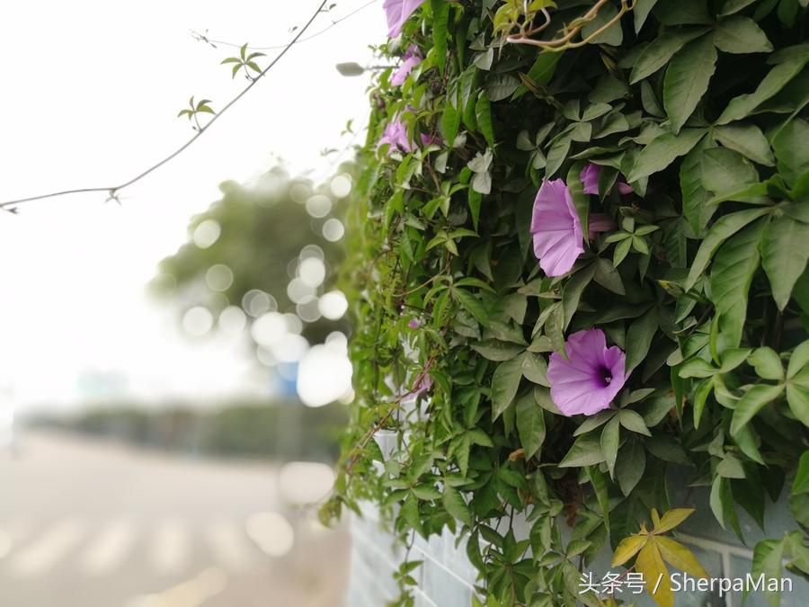 荣耀v9和p10plus的区别,荣耀v9对比p10plus