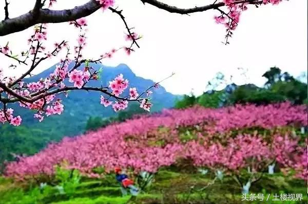 龙岩赏花景点,龙岩的花海