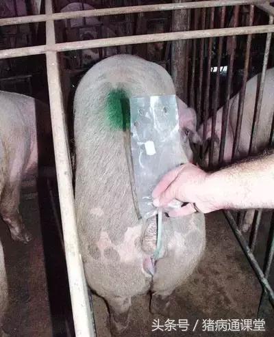 猪人工授精的精髓是什么,猪人工授精技术要点步骤