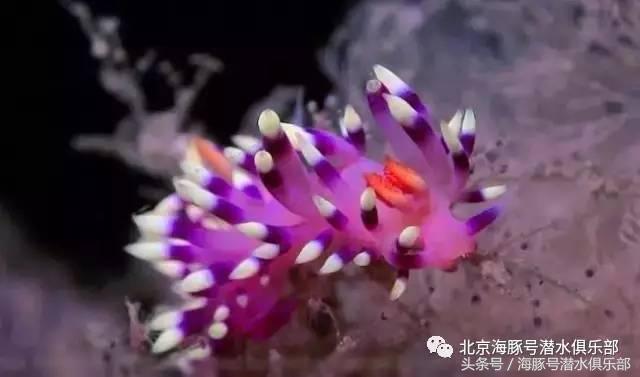 帕劳五日游自由行,帕劳五日旅游