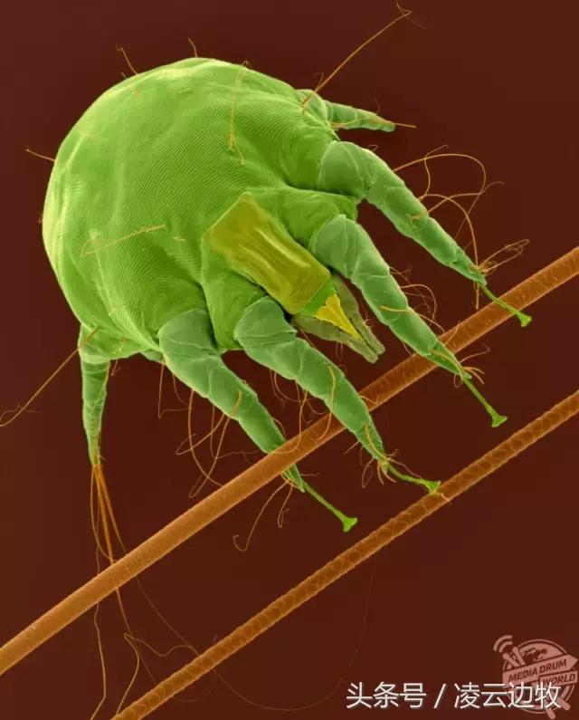 狗狗耳朵上有螨虫图,狗狗螨虫去除全过程