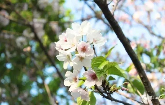 又到樱花季,又到了樱花绽放的季节