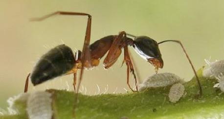 全异巨首蚁各种种类蚂蚁体型,世界上最可怕的昆虫子弹蚁